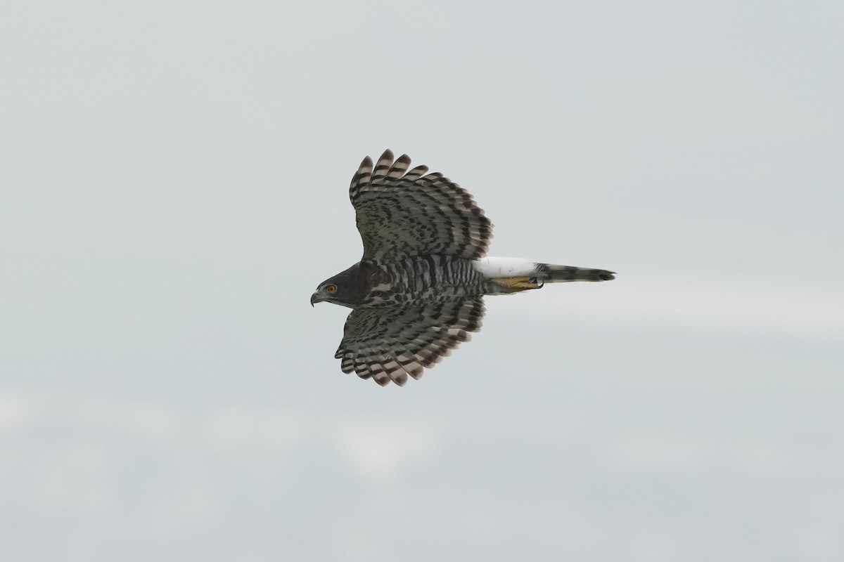鳳頭蒼鷹 - ML642751557