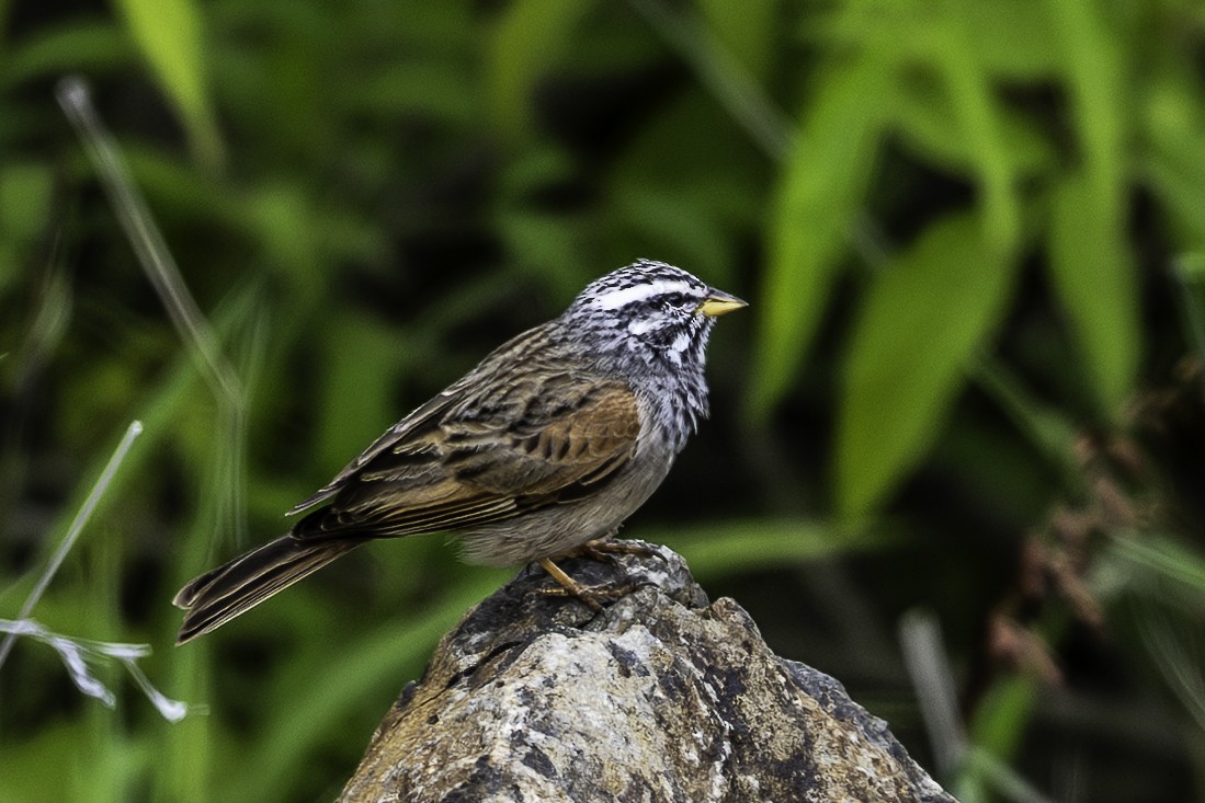 Striolated Bunting - ML642751558