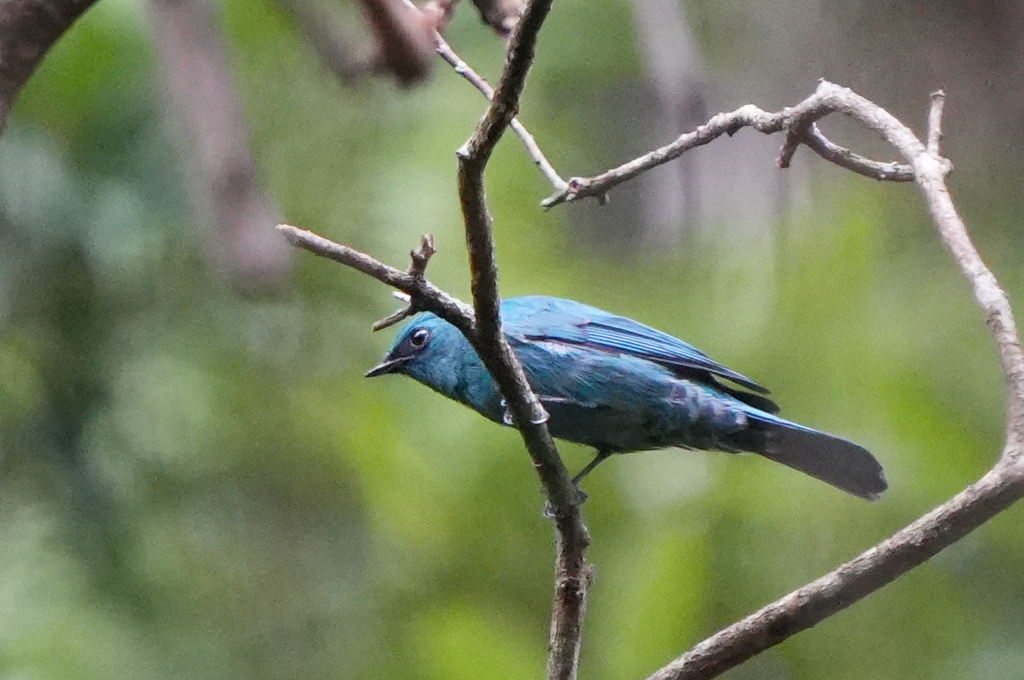 Verditer Flycatcher - ML642751561