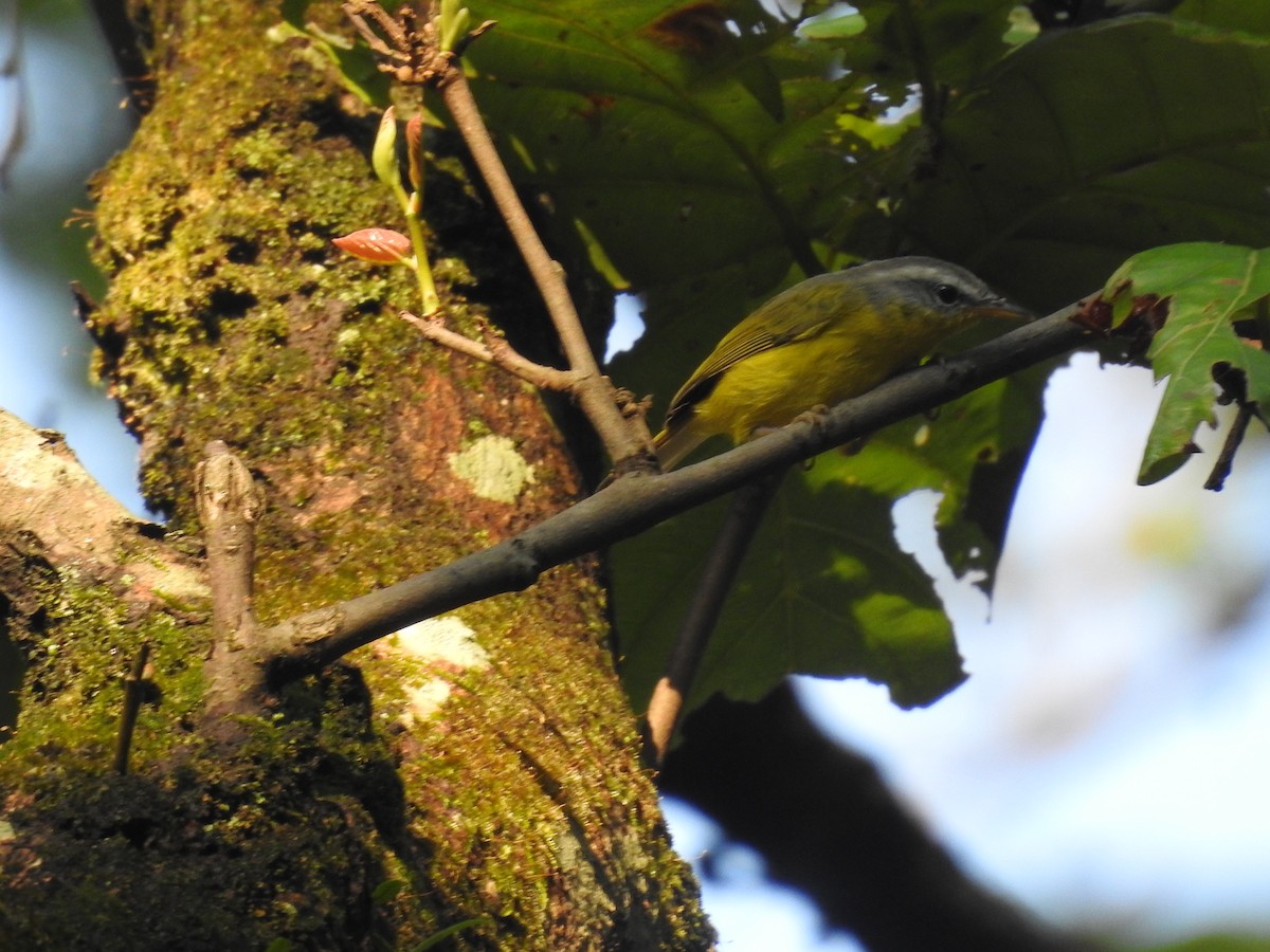 Gray-hooded Warbler - ML642751562
