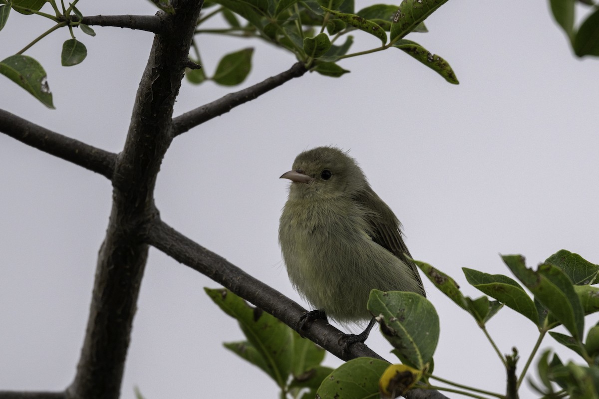 Pale-billed Flowerpecker - ML642751575
