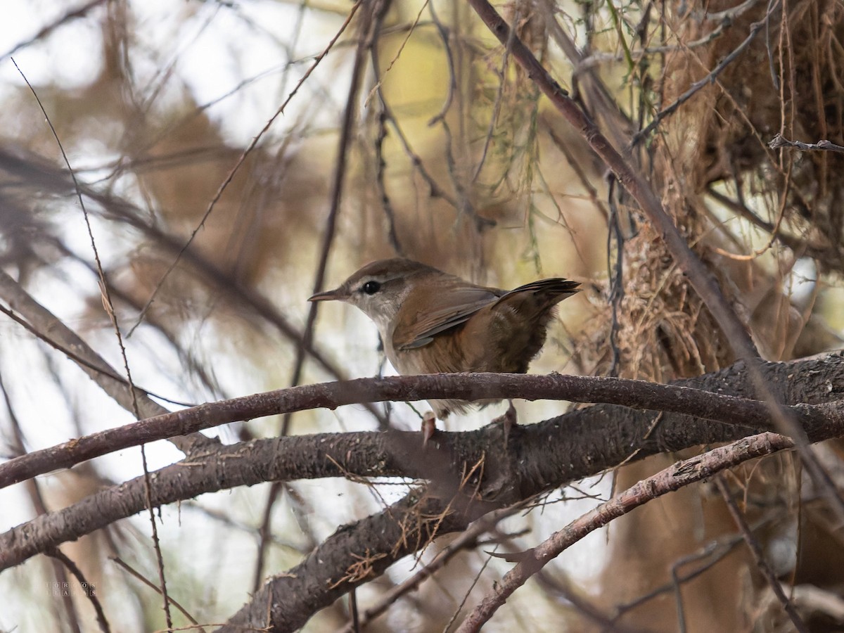 Cetti's Warbler - ML642751577