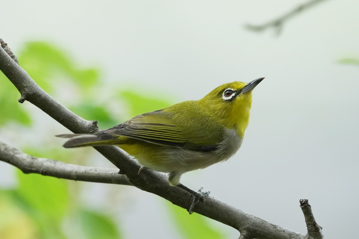 Swinhoe's White-eye - ML642751585