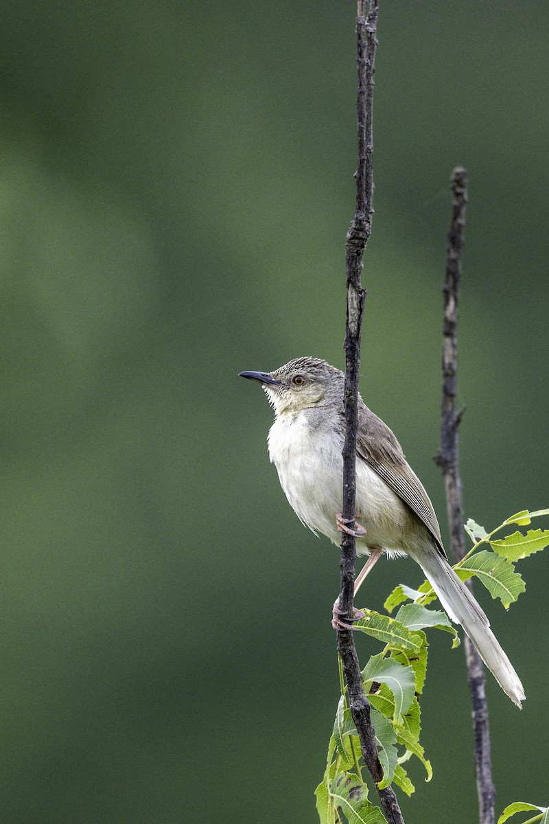Jungle Prinia - ML642751602