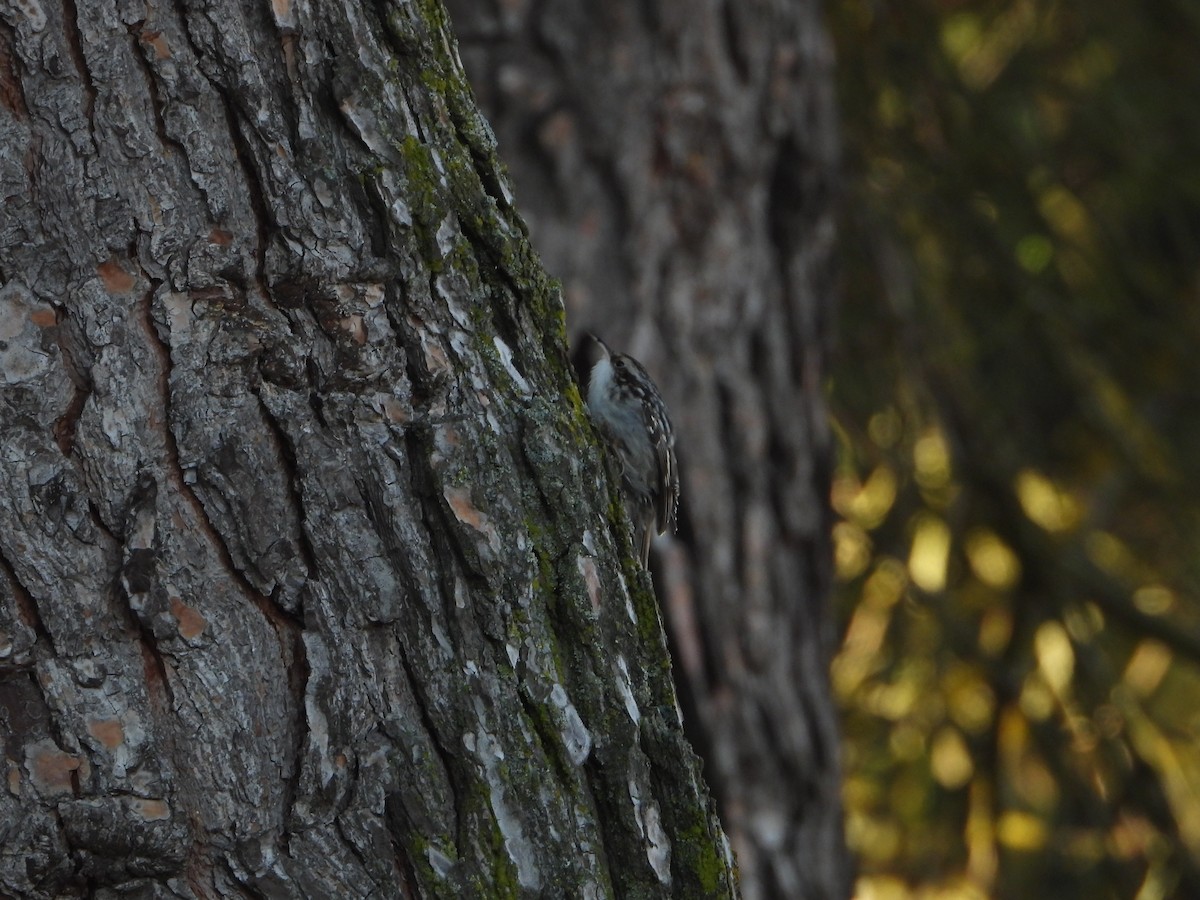 Short-toed Treecreeper - ML642751603