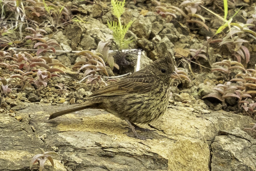 Crested Bunting - ML642751605