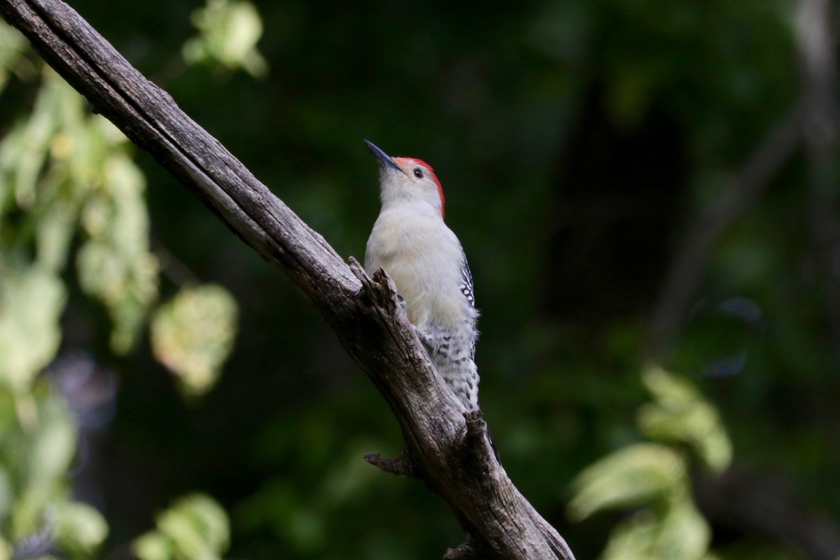 Red-bellied Woodpecker - ML642751621