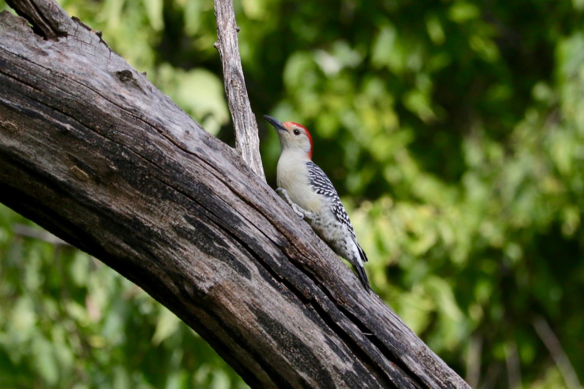 Red-bellied Woodpecker - ML642751622