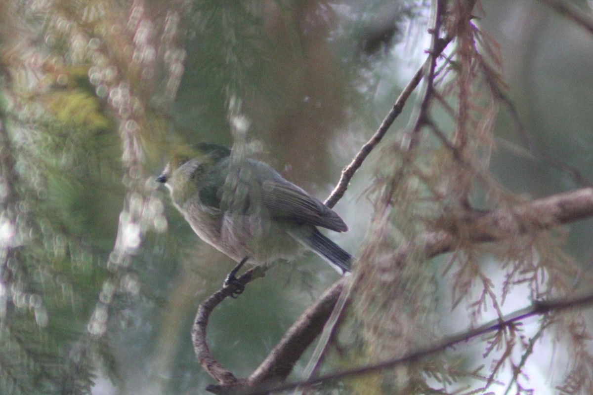Silver-throated Tit - ML642751625