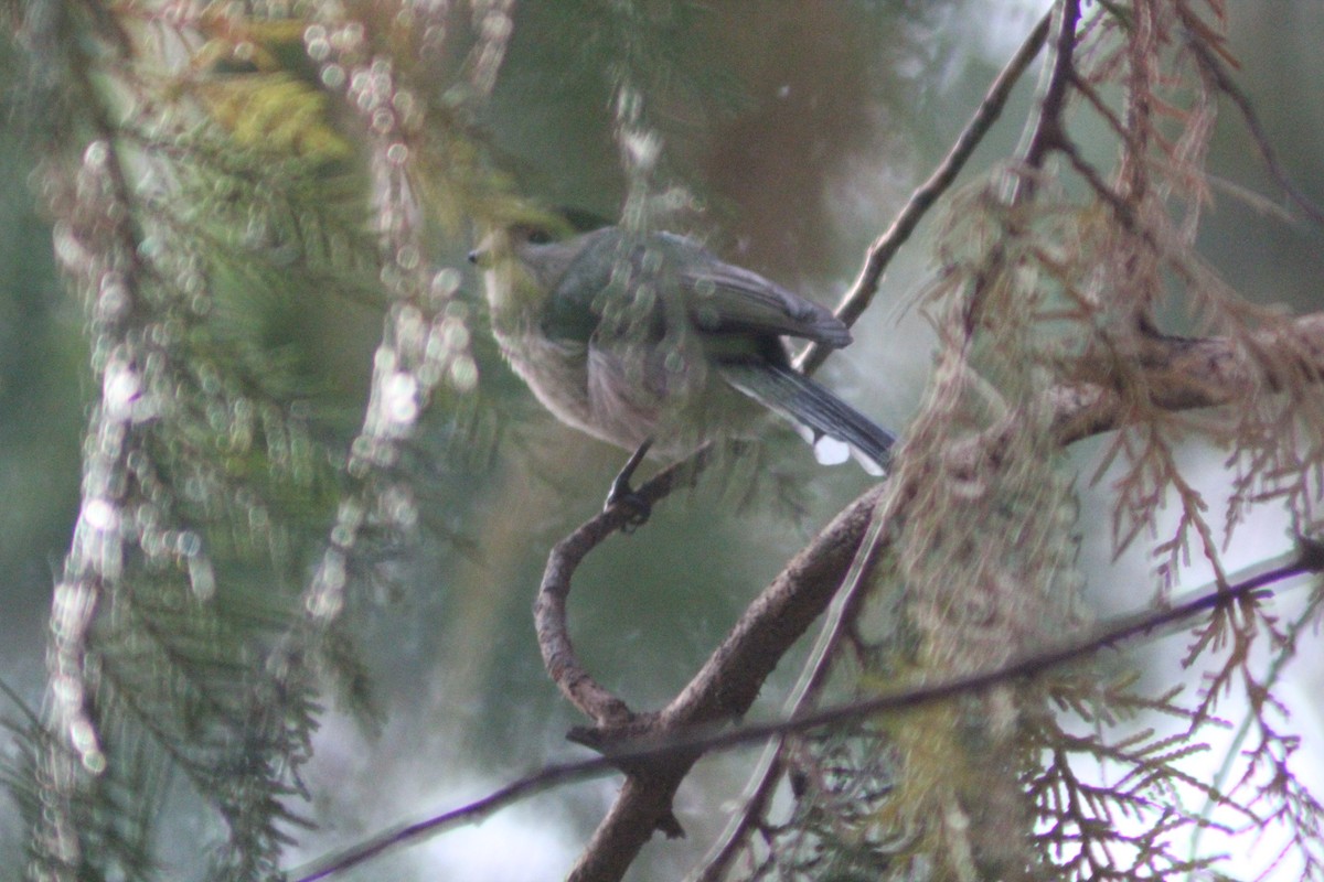 Silver-throated Tit - ML642751626