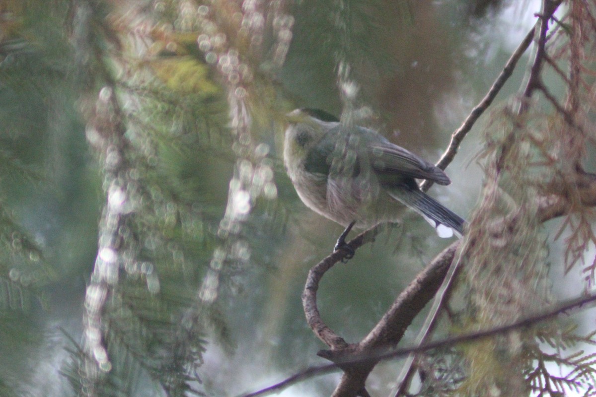 Silver-throated Tit - ML642751627
