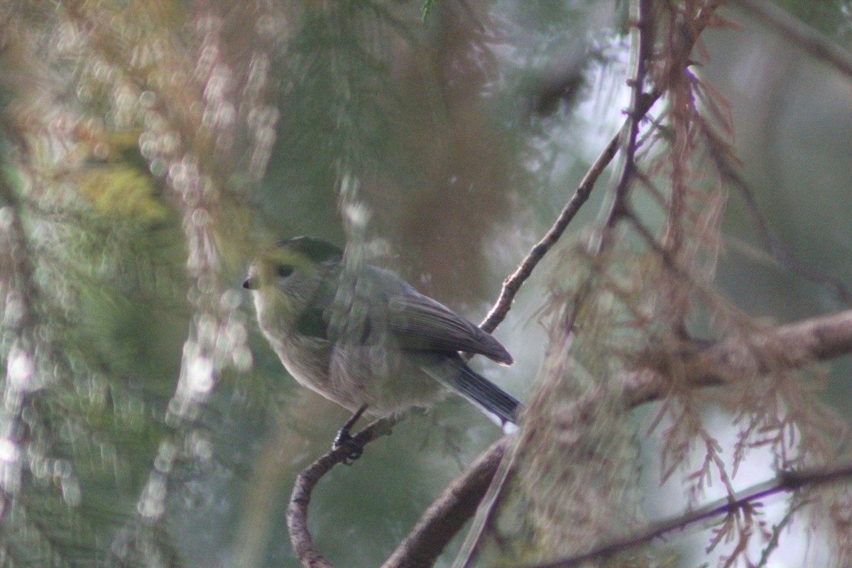 Silver-throated Tit - ML642751628