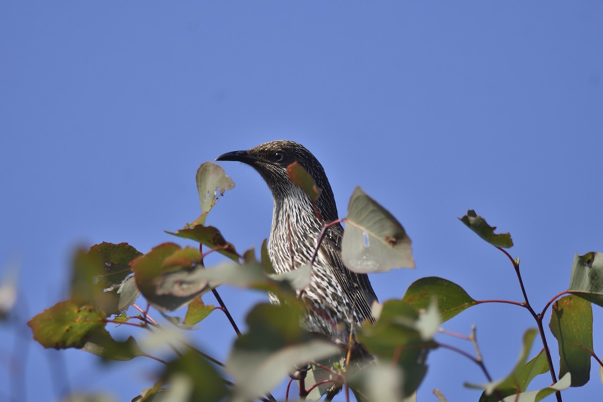 Little Wattlebird - ML642751629