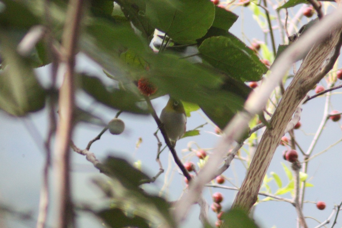 Chestnut-flanked White-eye - ML642751633