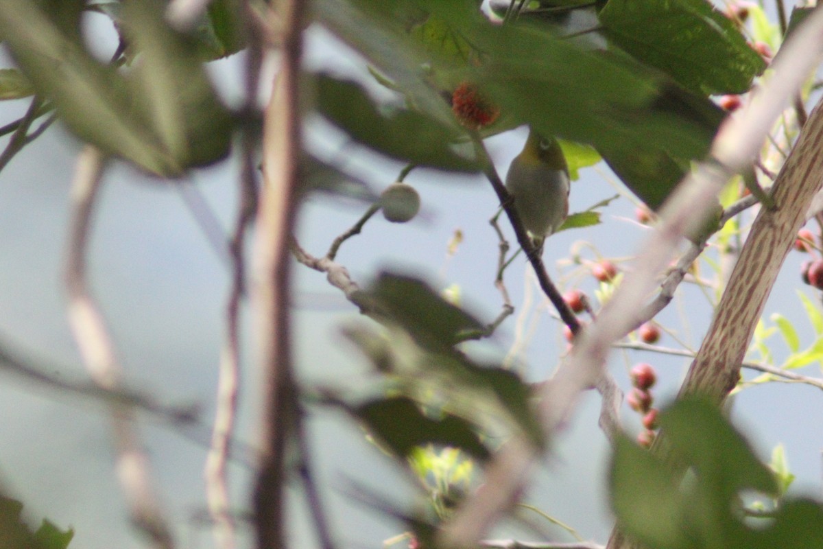 Chestnut-flanked White-eye - ML642751634