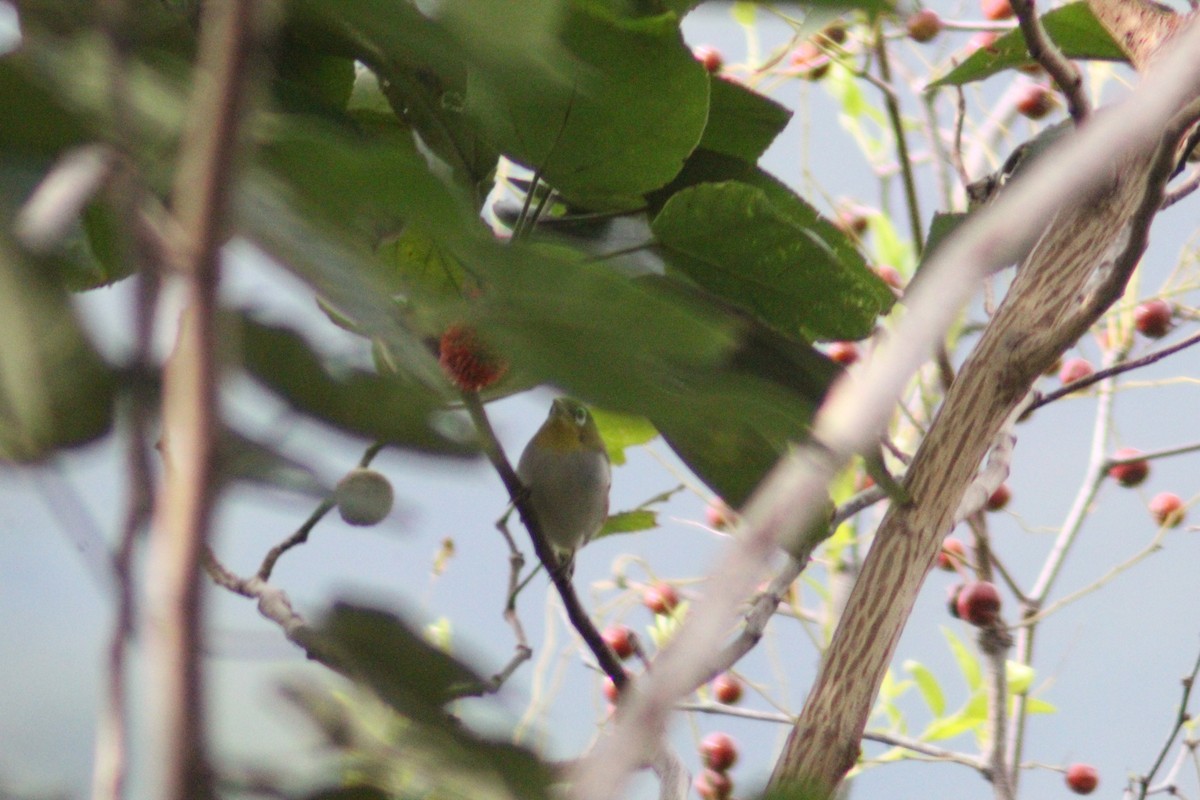 Chestnut-flanked White-eye - ML642751635