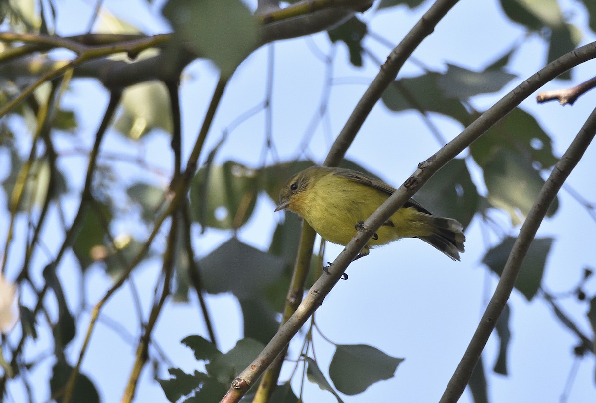 Yellow Thornbill - ML642751652