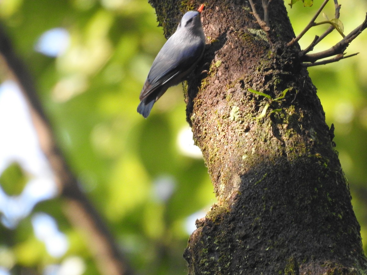 Velvet-fronted Nuthatch - ML642751669