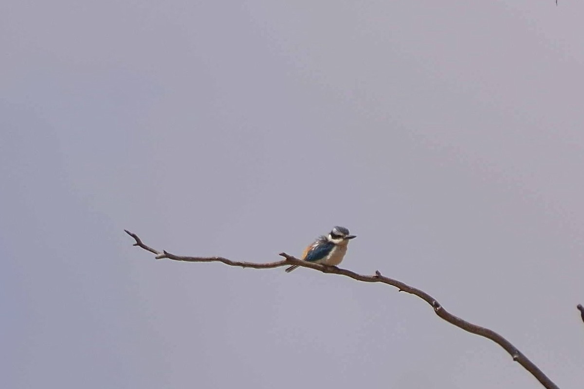 Red-backed Kingfisher - ML642751694