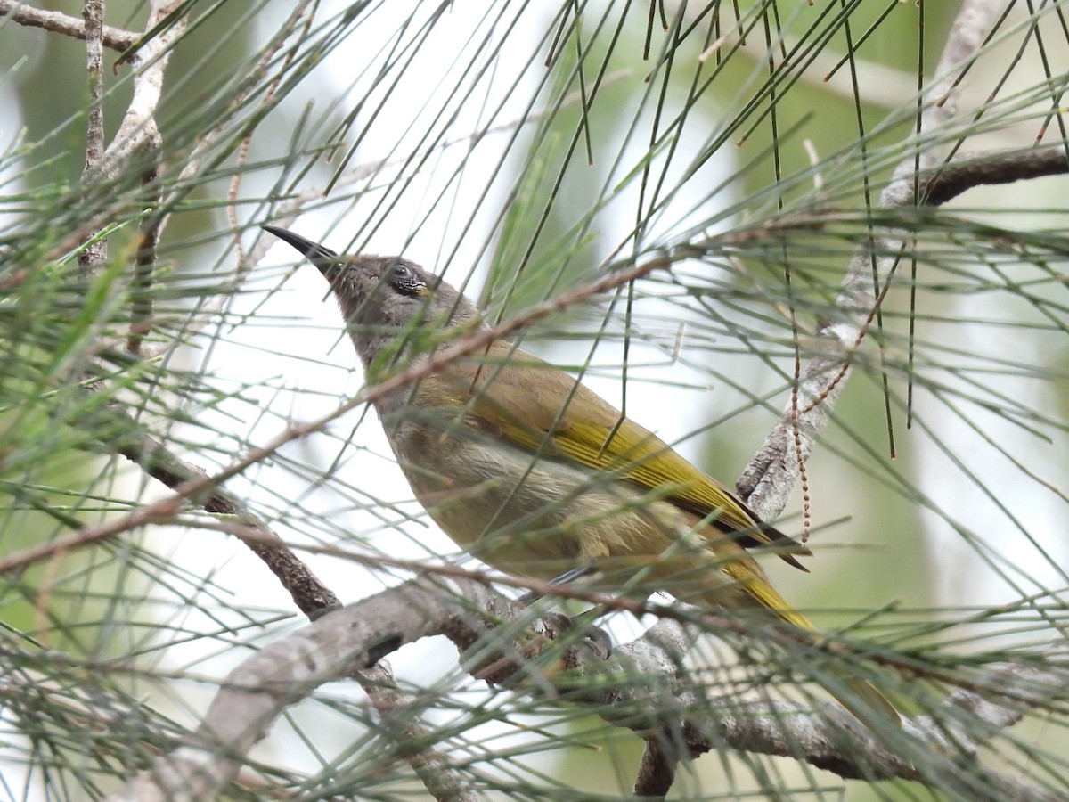 Brown Honeyeater - ML642751733