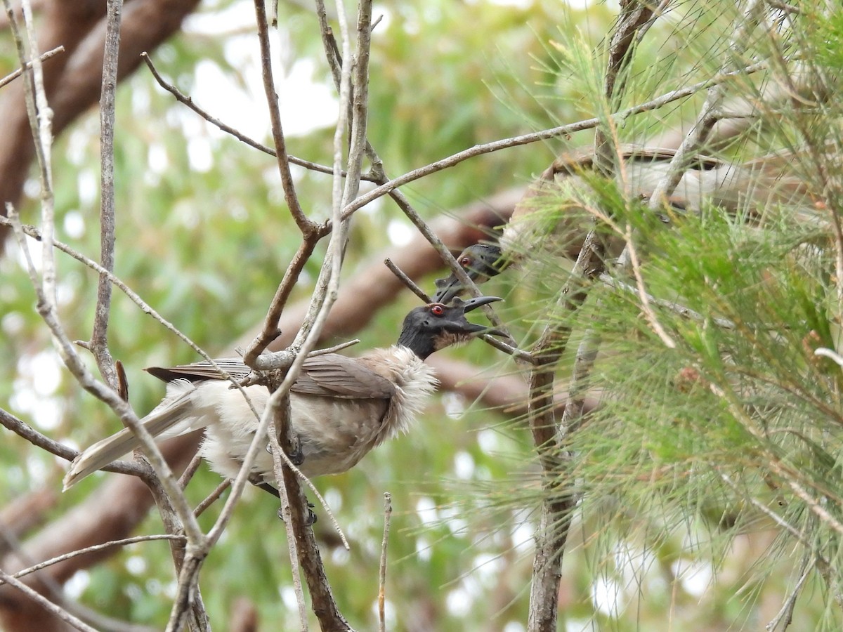 Noisy Friarbird - ML642751734