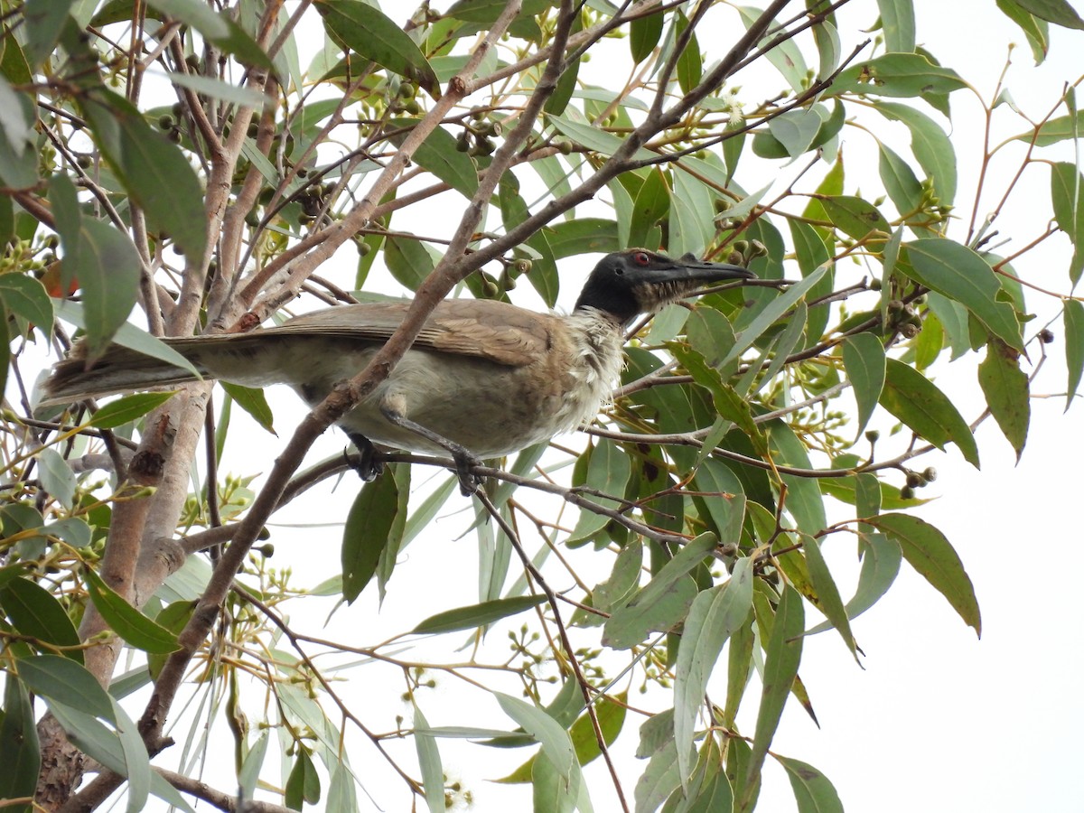 Noisy Friarbird - ML642751741