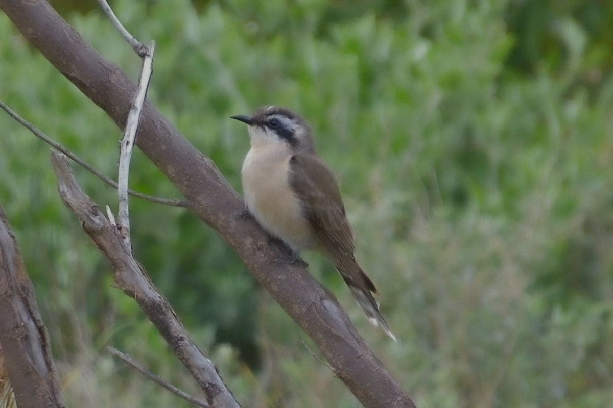 Black-eared Cuckoo - ML642751742