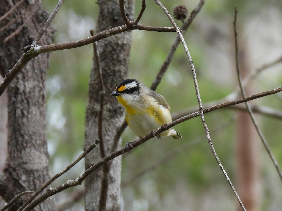 Striated Pardalote - ML642751743