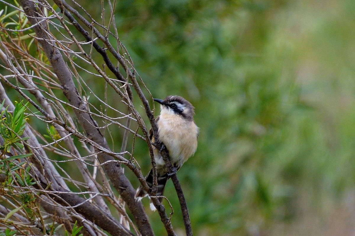 Black-eared Cuckoo - ML642751746