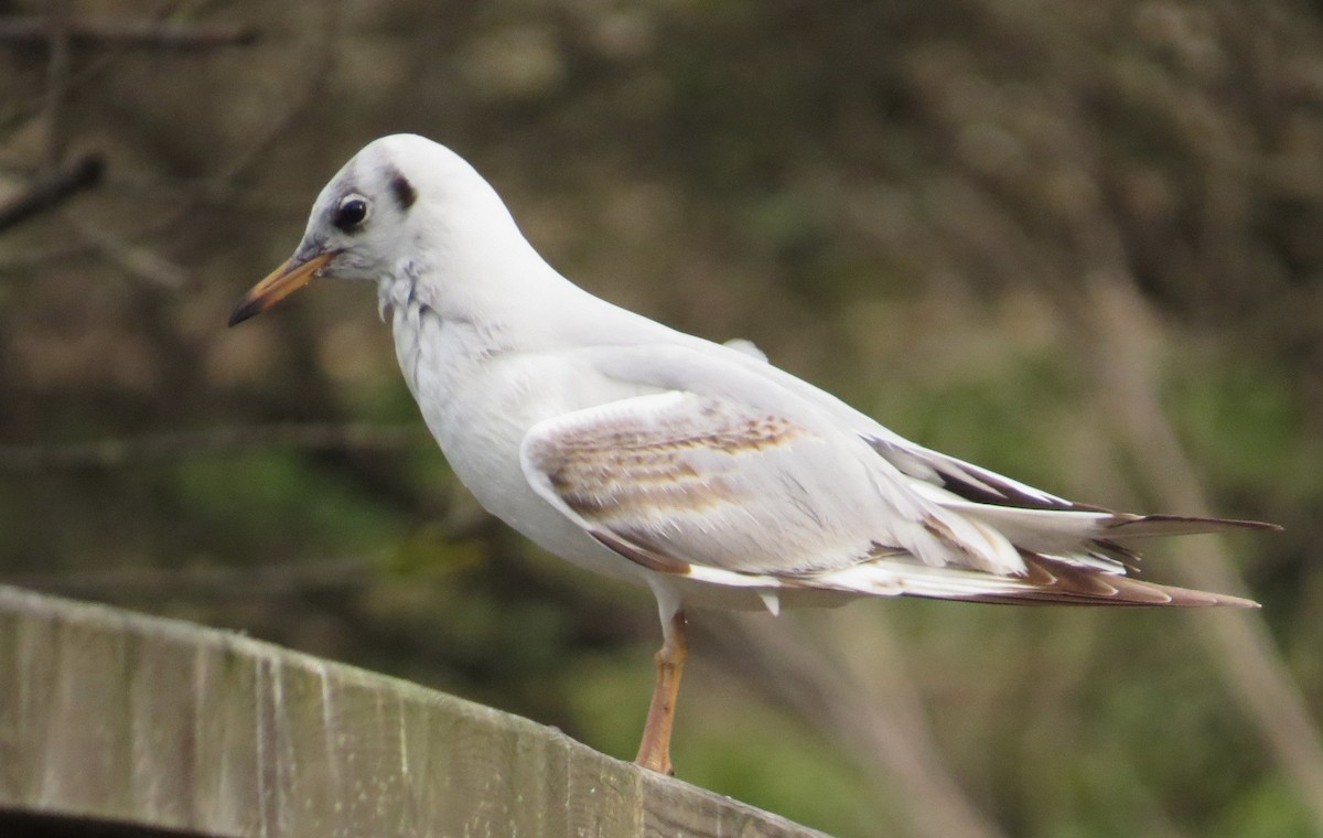 Mouette rieuse - ML642751762