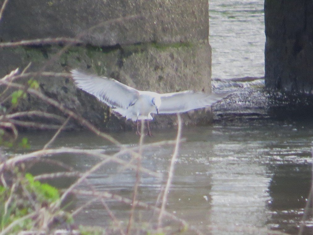 Mediterranean Gull - ML642751764