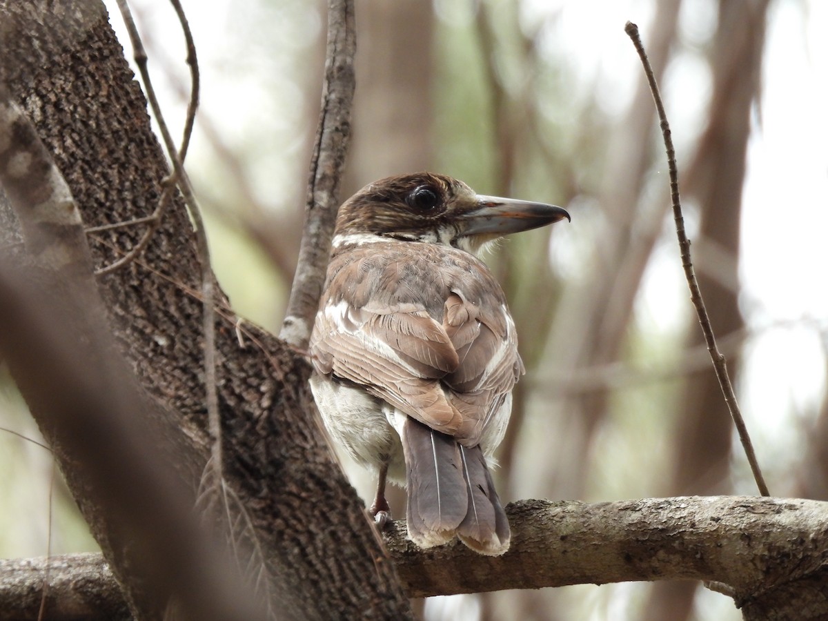 Gray Butcherbird - ML642751768