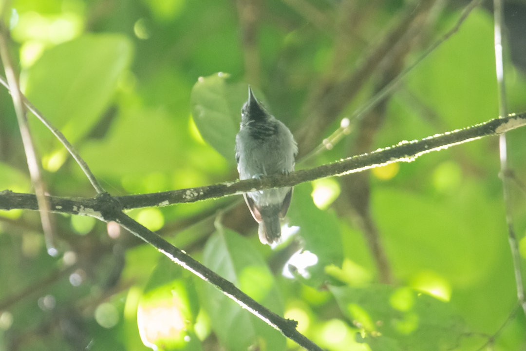 Salvadori's Antwren - ML642751800