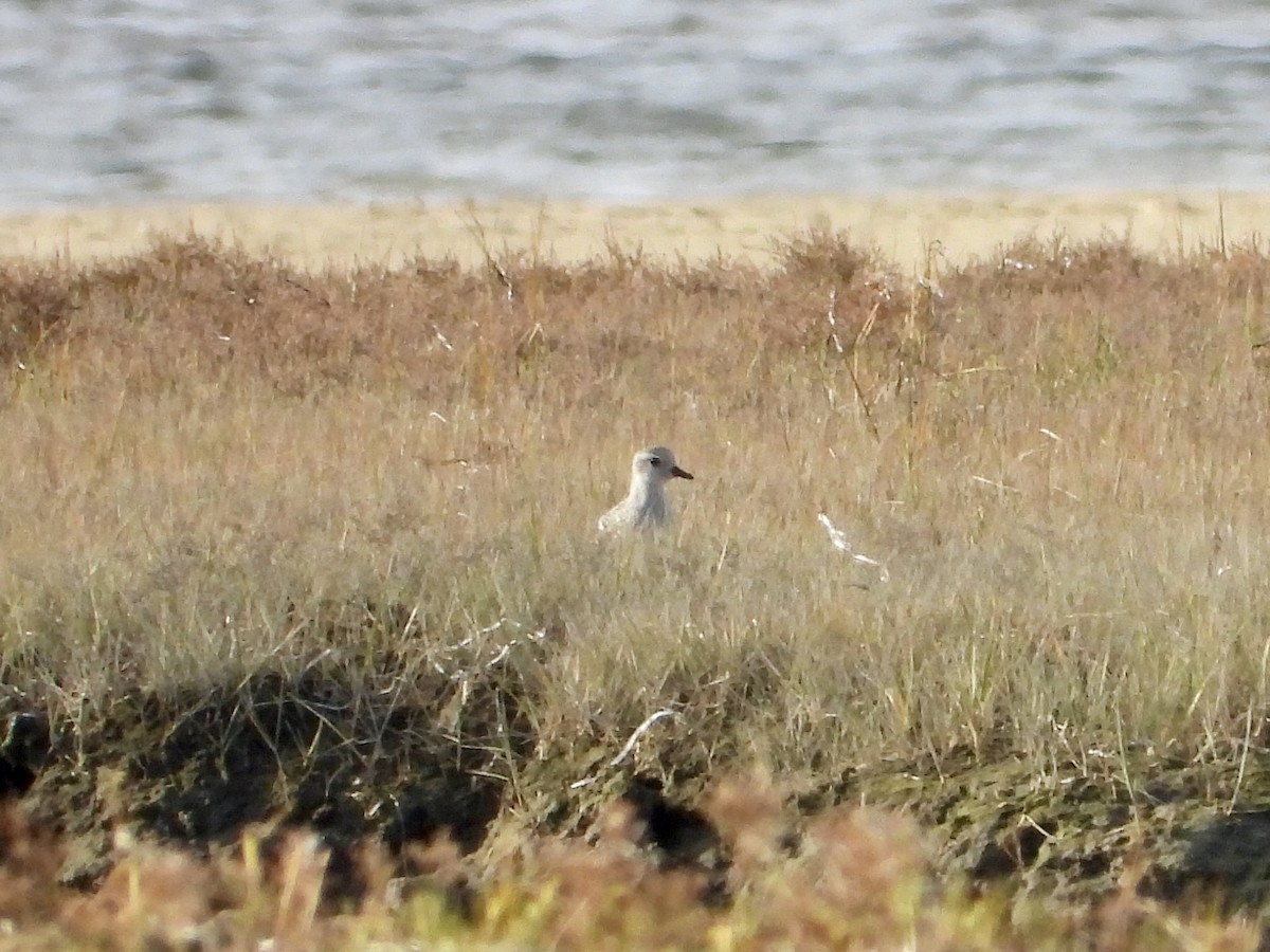 灰斑鴴 - ML642751802