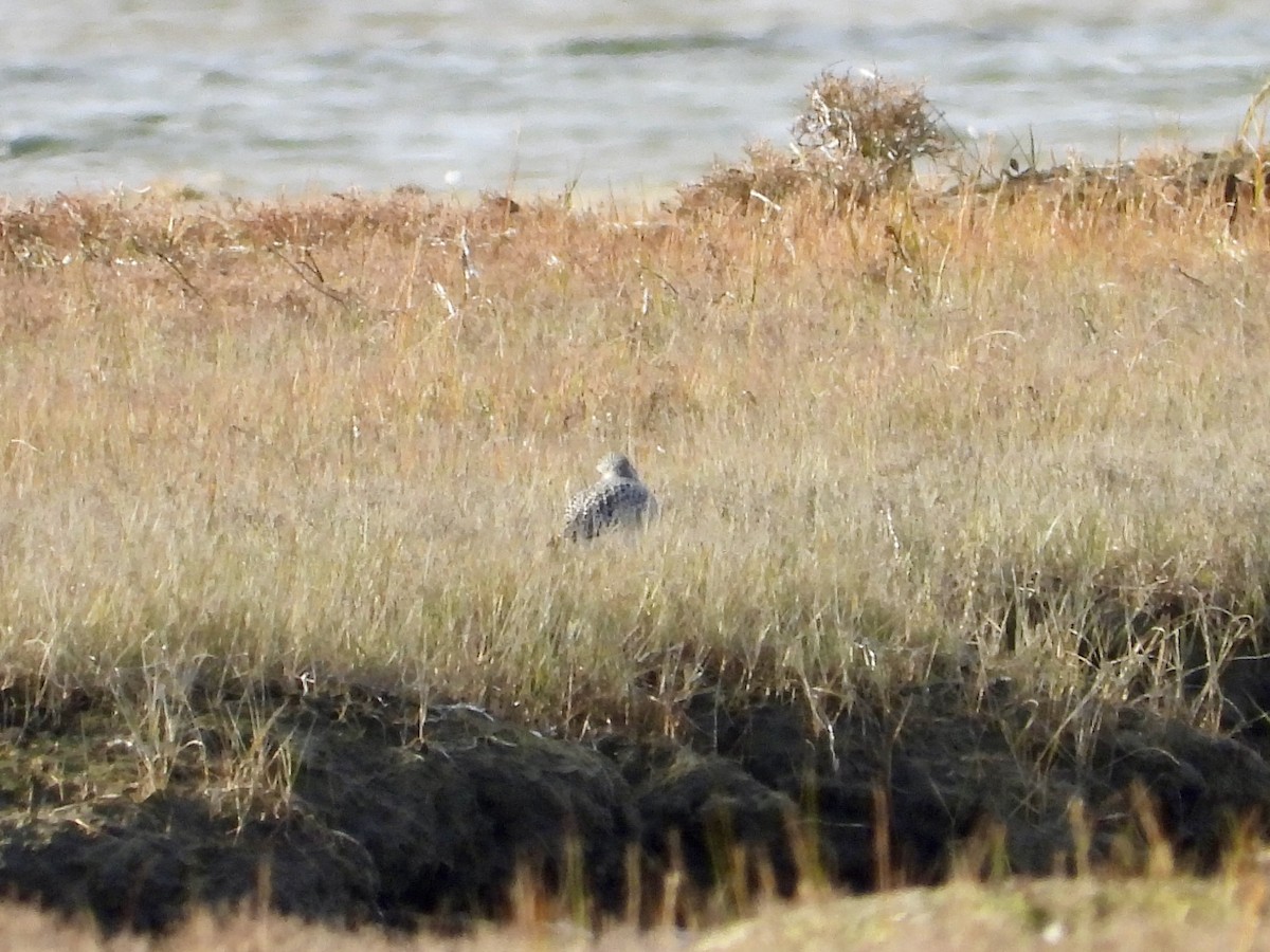 灰斑鴴 - ML642751803