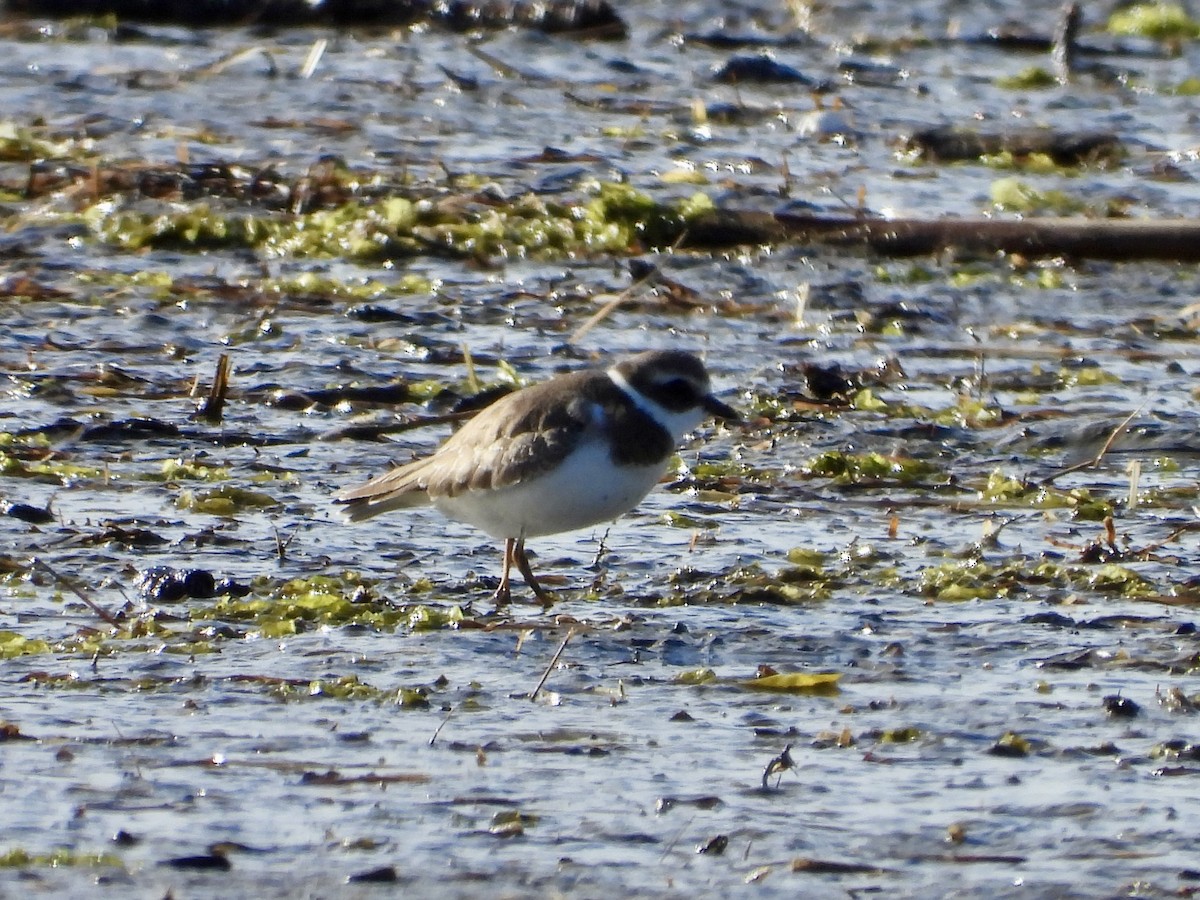 Semipalmated Plover - ML642751820