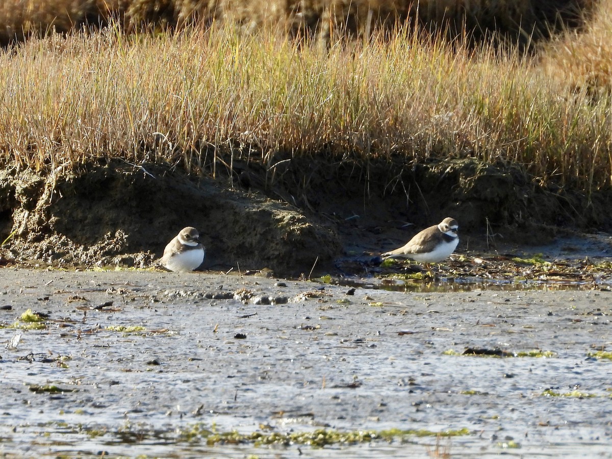 Semipalmated Plover - ML642751821