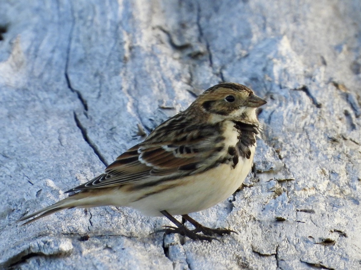 鐵爪鵐 - ML642751832