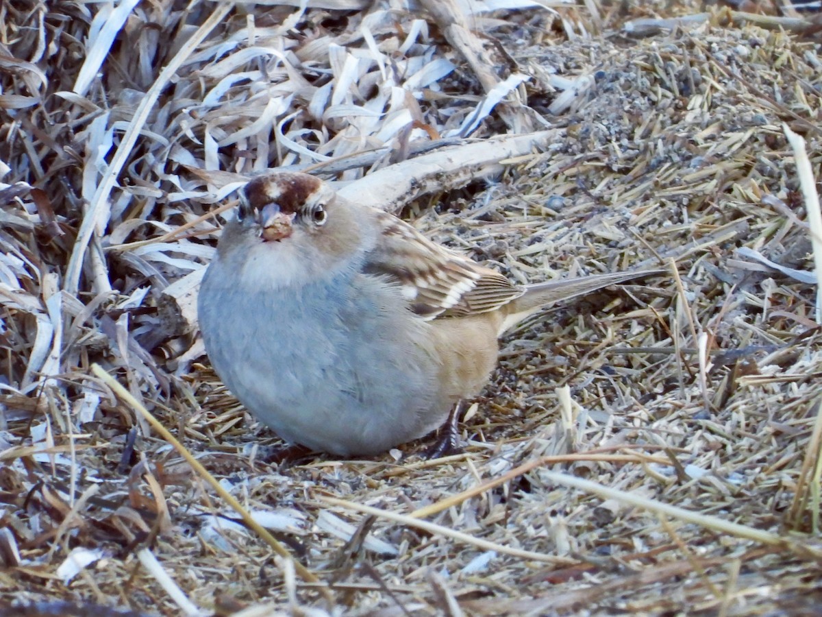 White-crowned Sparrow - ML642751838