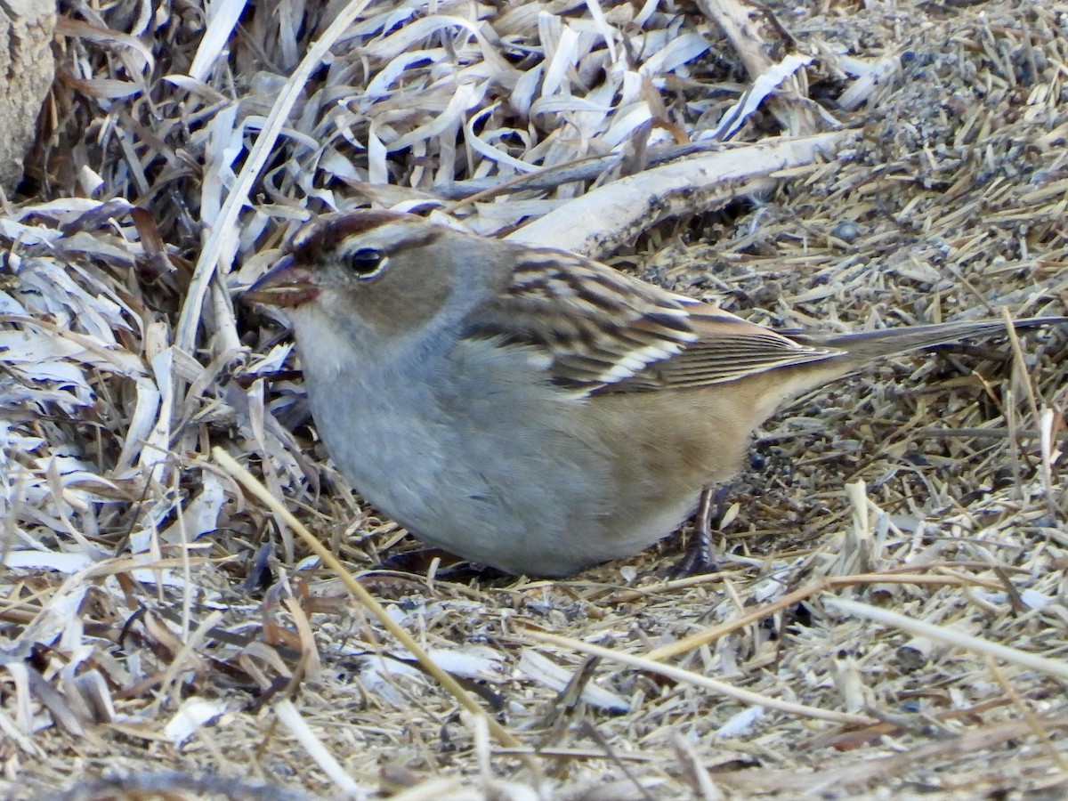 White-crowned Sparrow - ML642751839