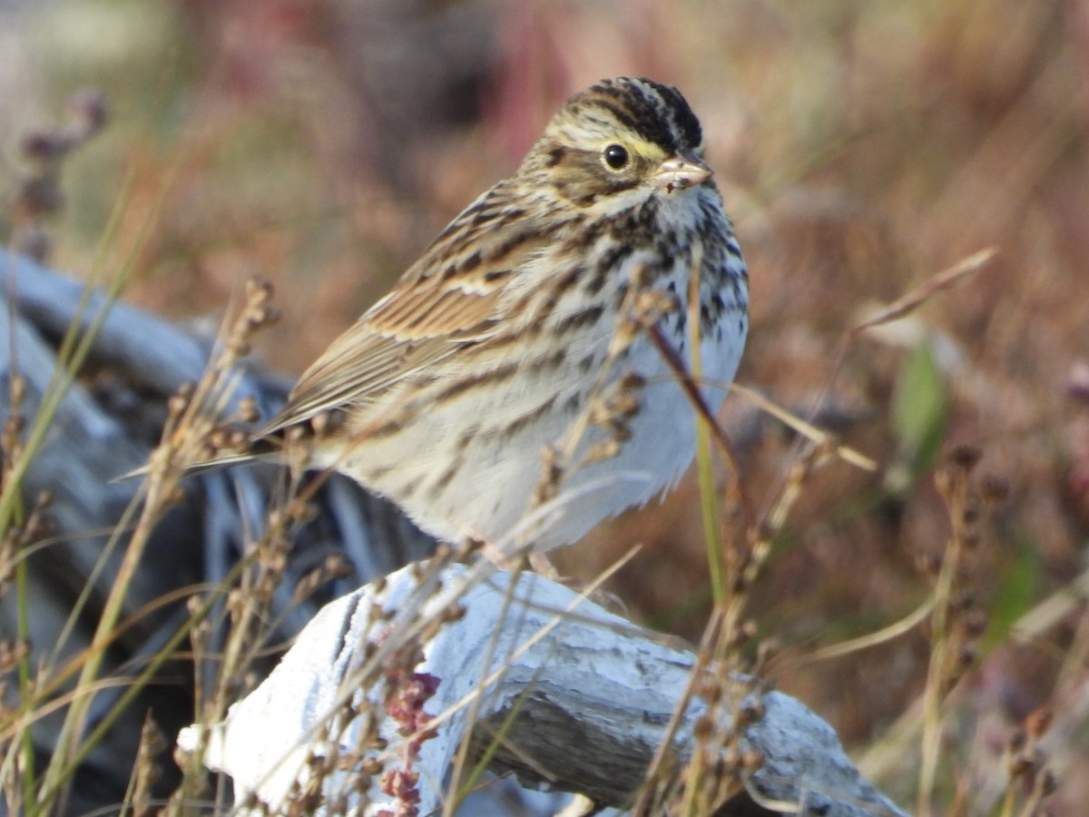 稀樹草鵐 - ML642751846