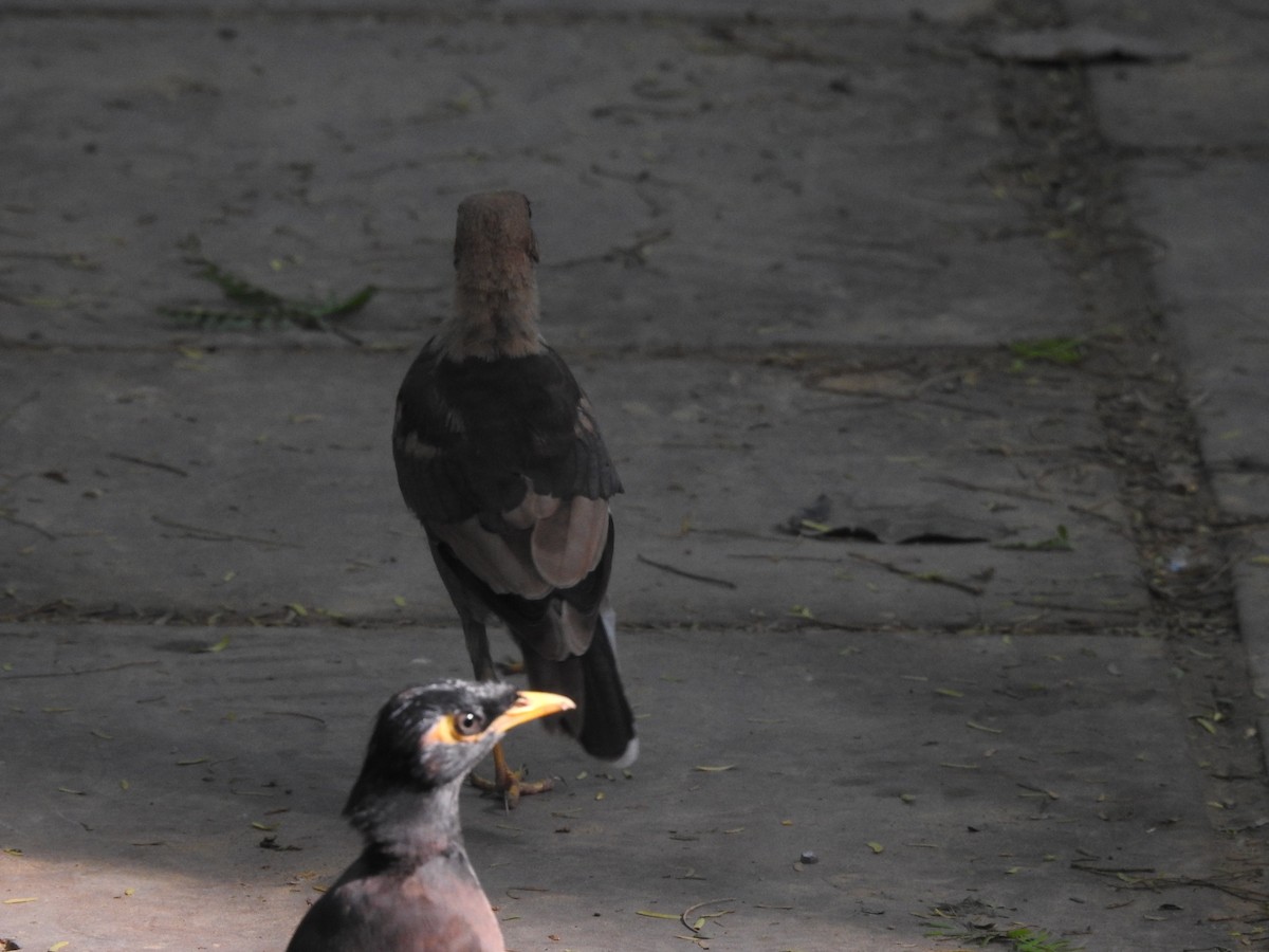 Common Myna - ML642751851