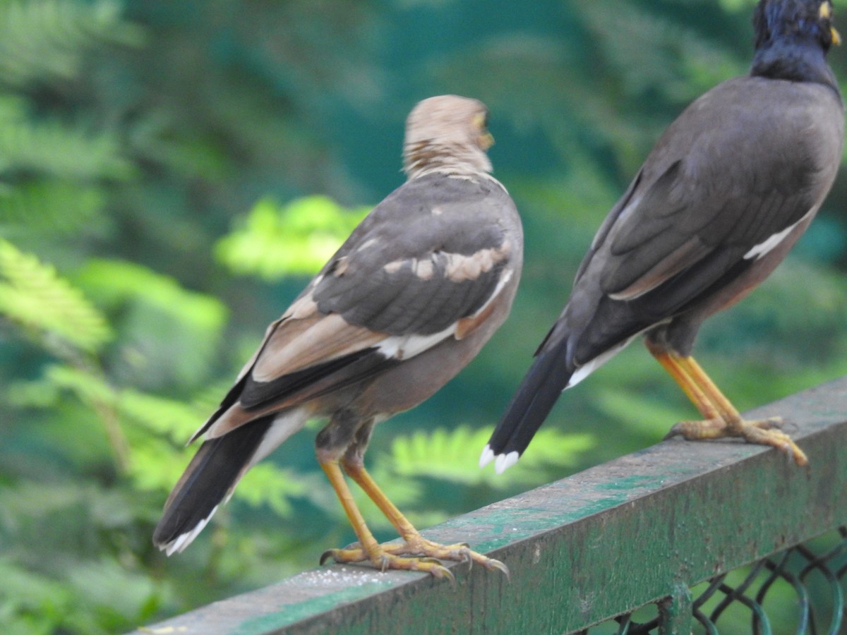 Common Myna - ML642751852
