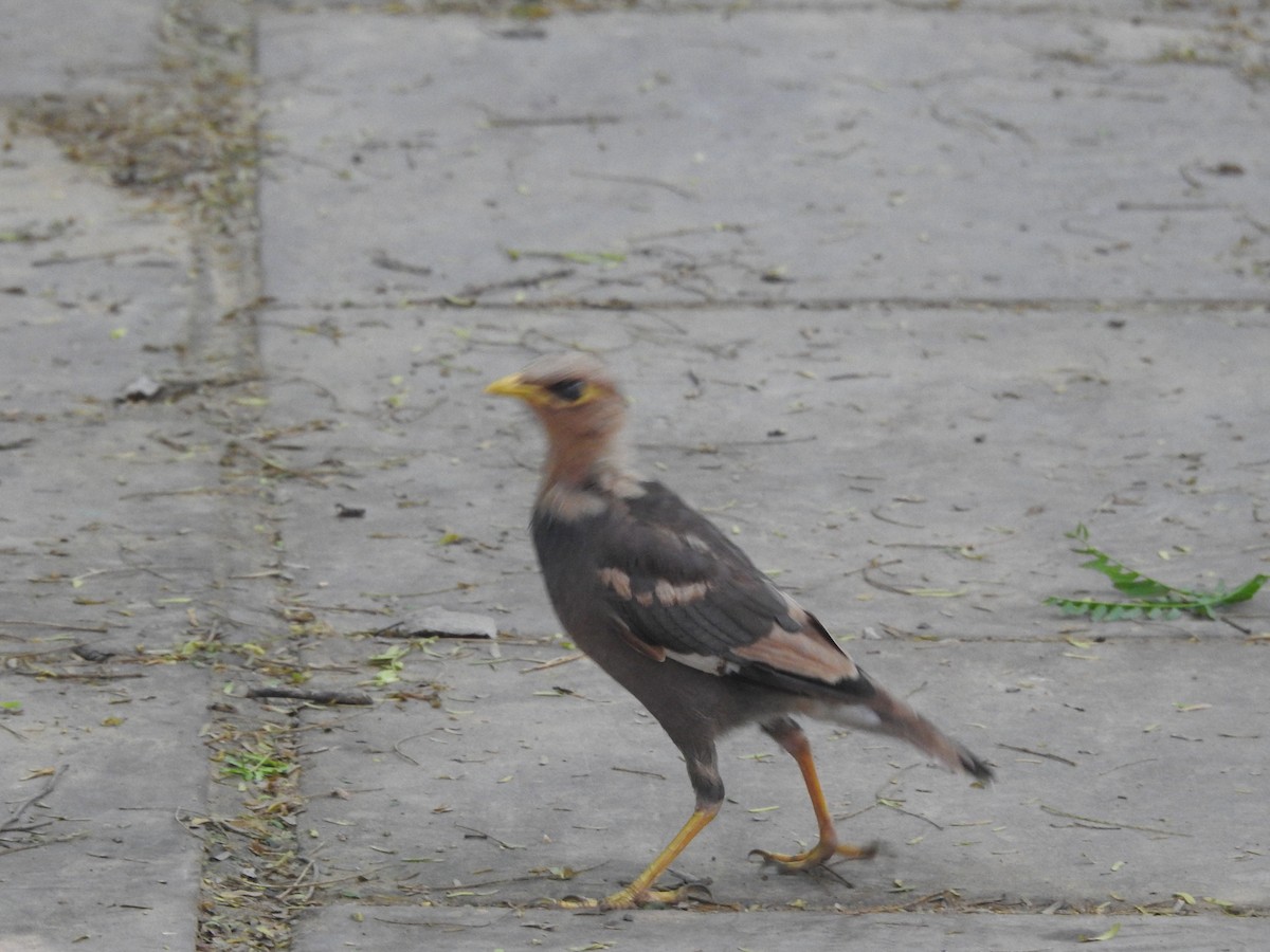 Common Myna - ML642751853