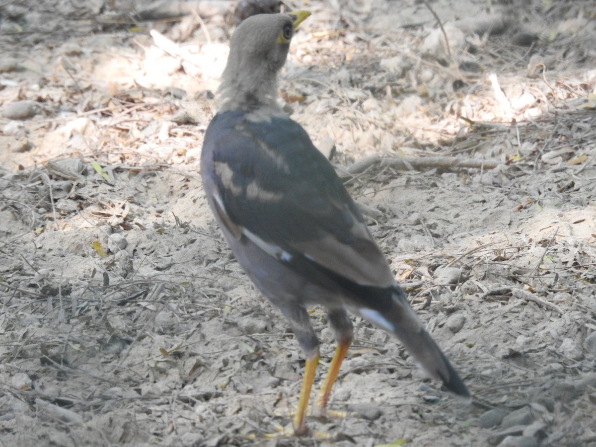 Common Myna - ML642751854