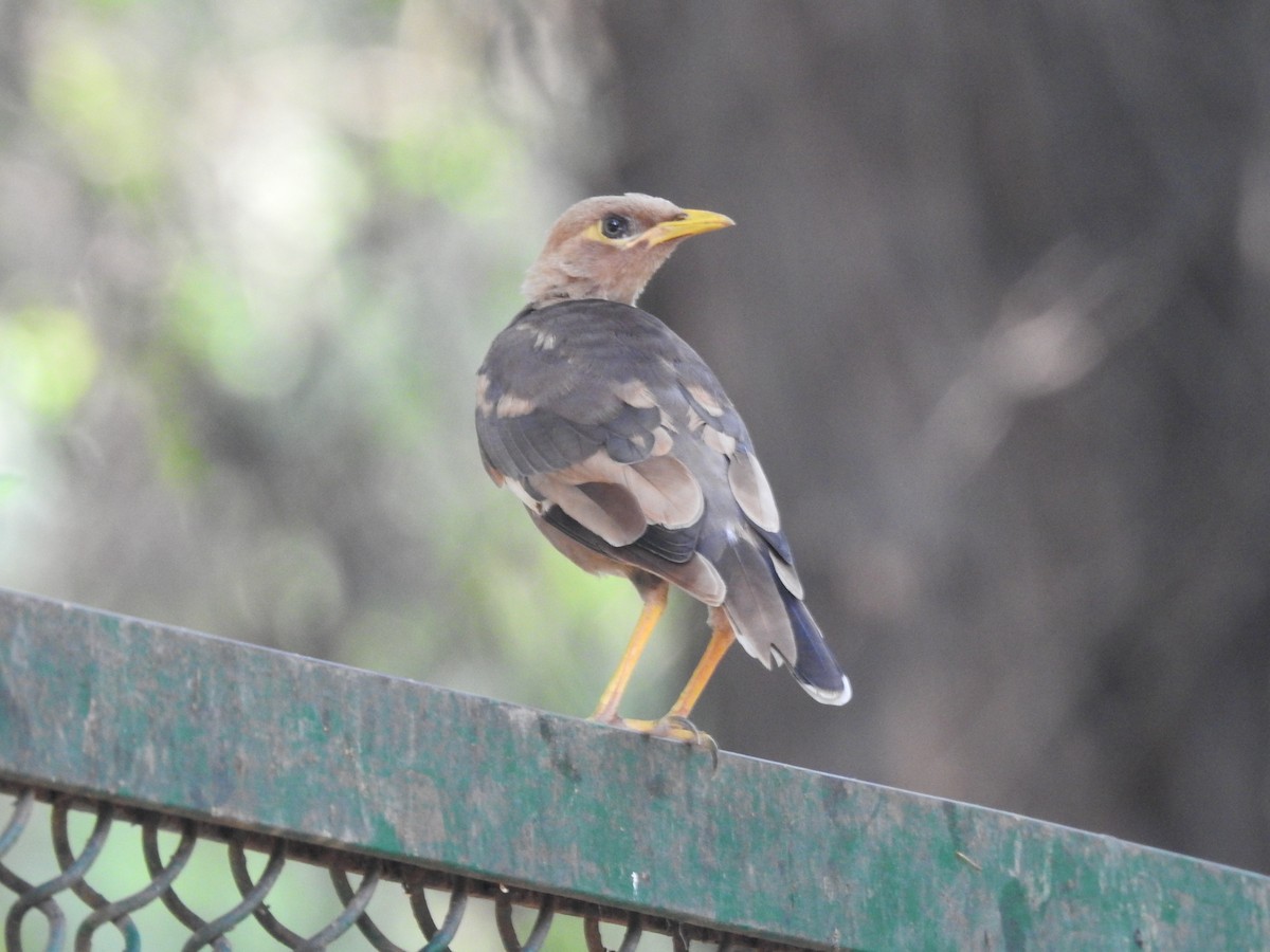 Common Myna - ML642751855