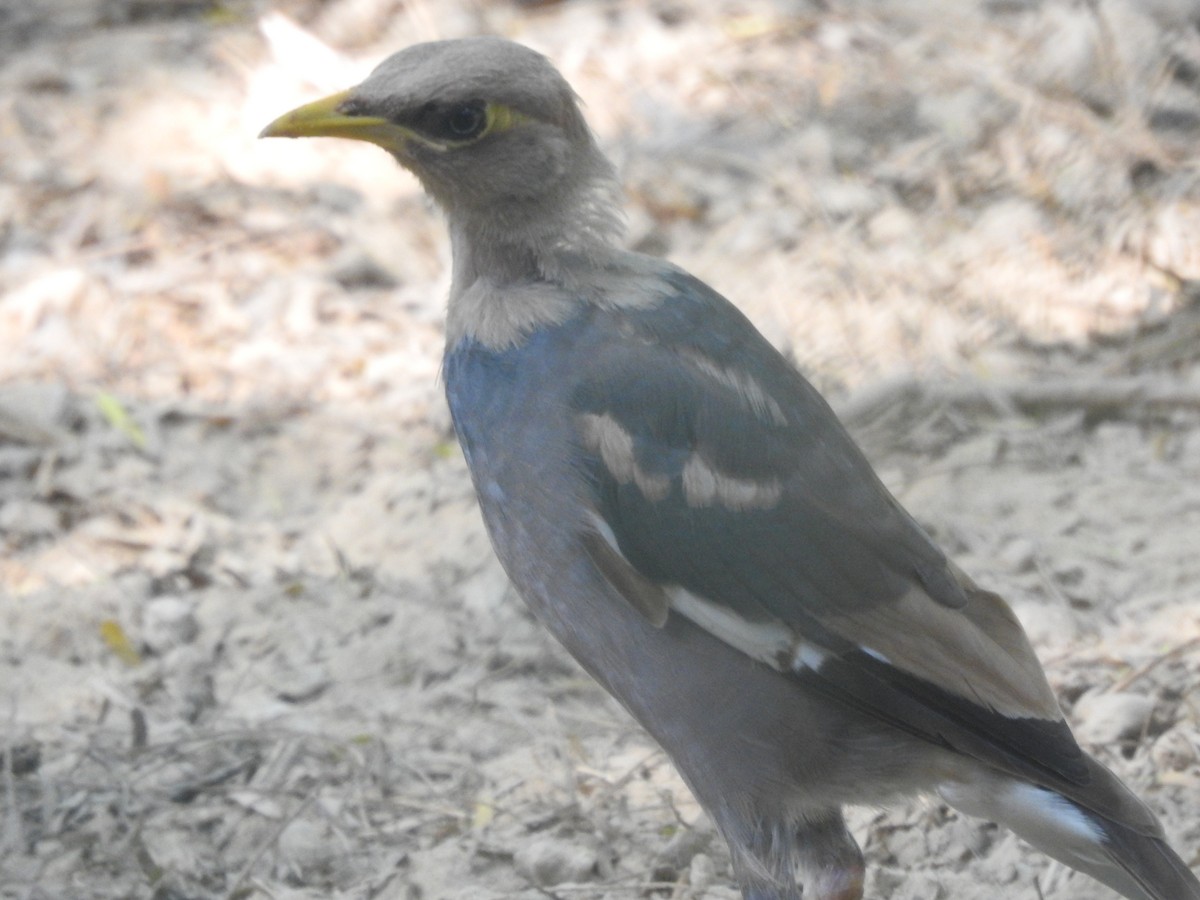 Common Myna - ML642751856
