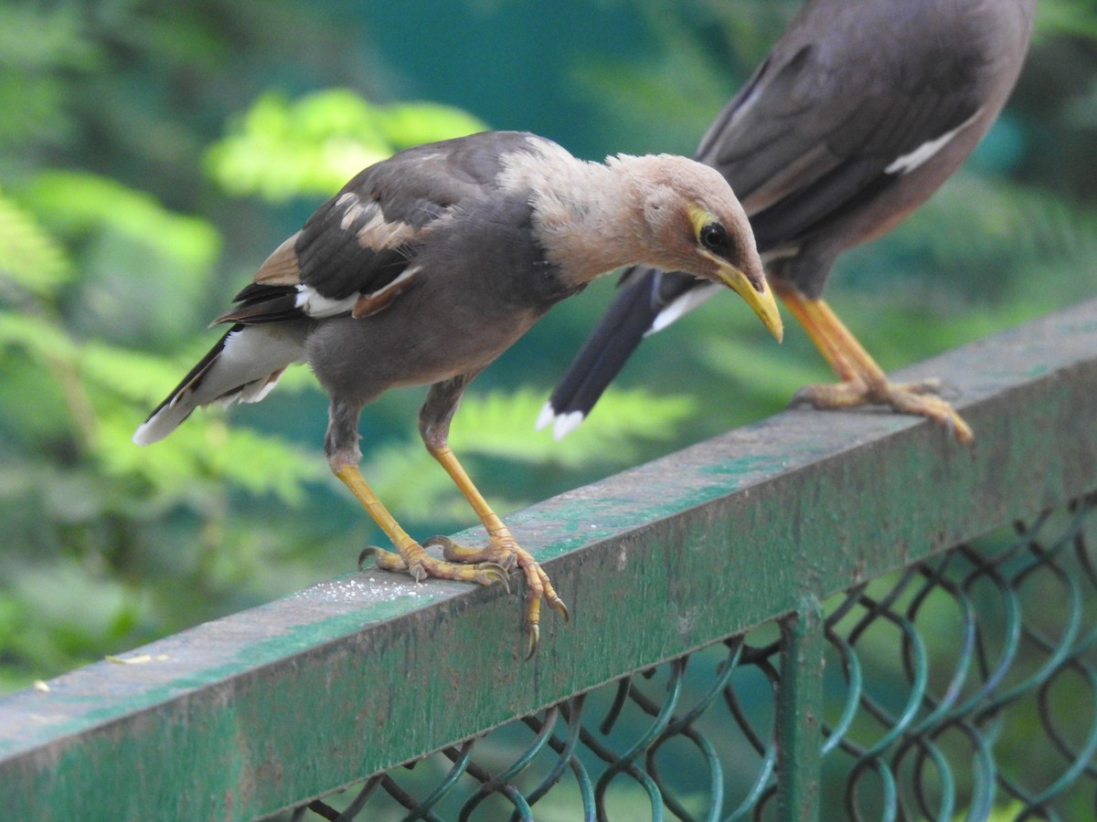 Common Myna - ML642751857