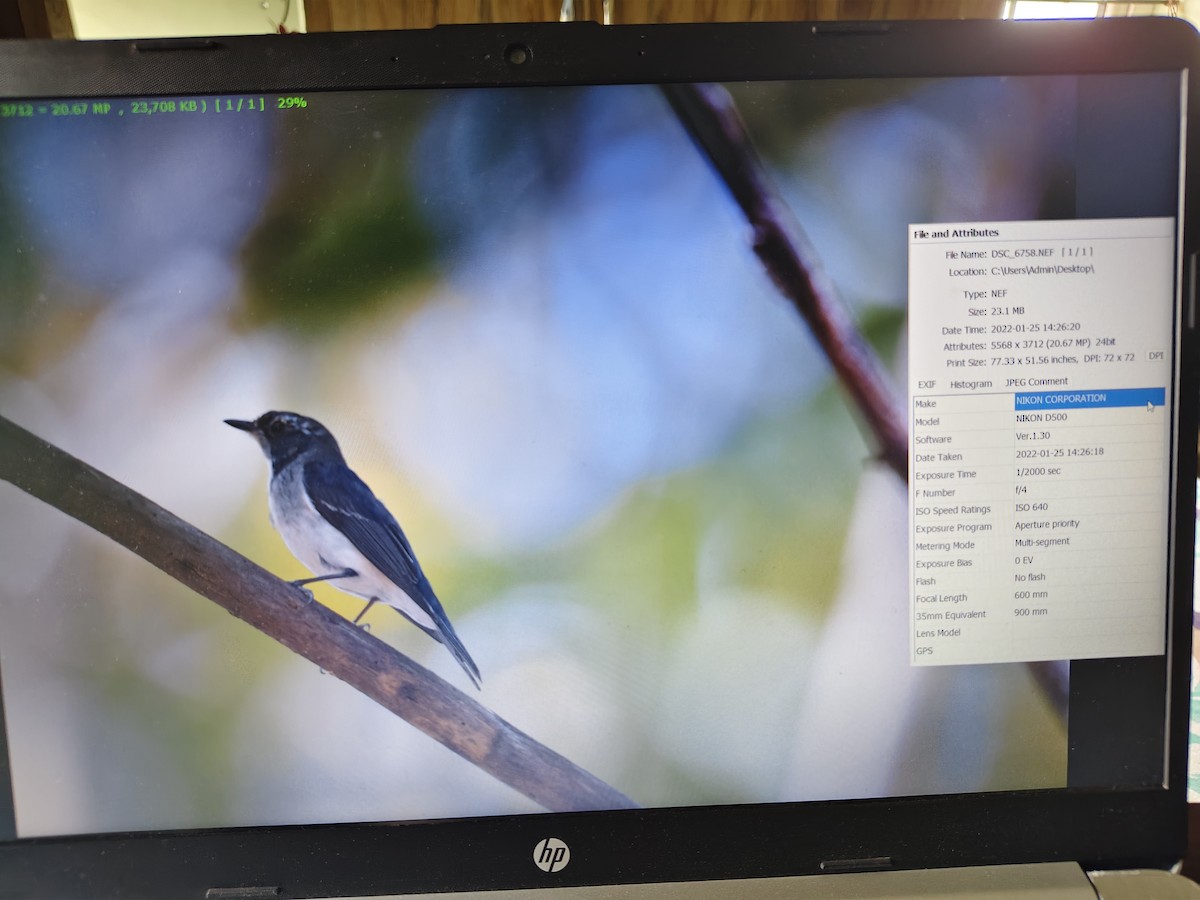 Ultramarine Flycatcher - ML642751858