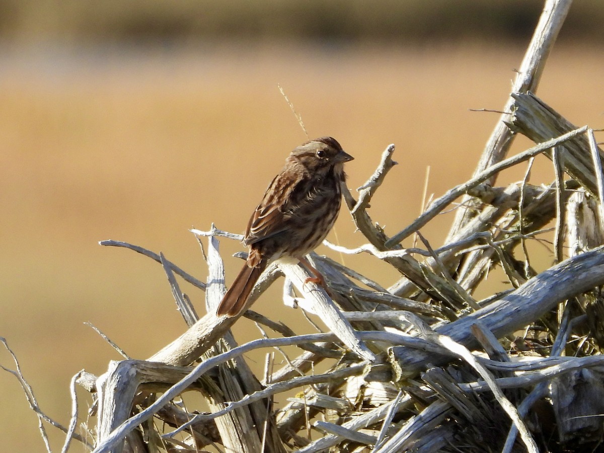 Song Sparrow - ML642751860